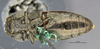 Media type: image;   Entomology 33812 Aspect: habitus ventral view